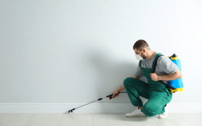 How to Prevent Pests from Invading Your Home This Year